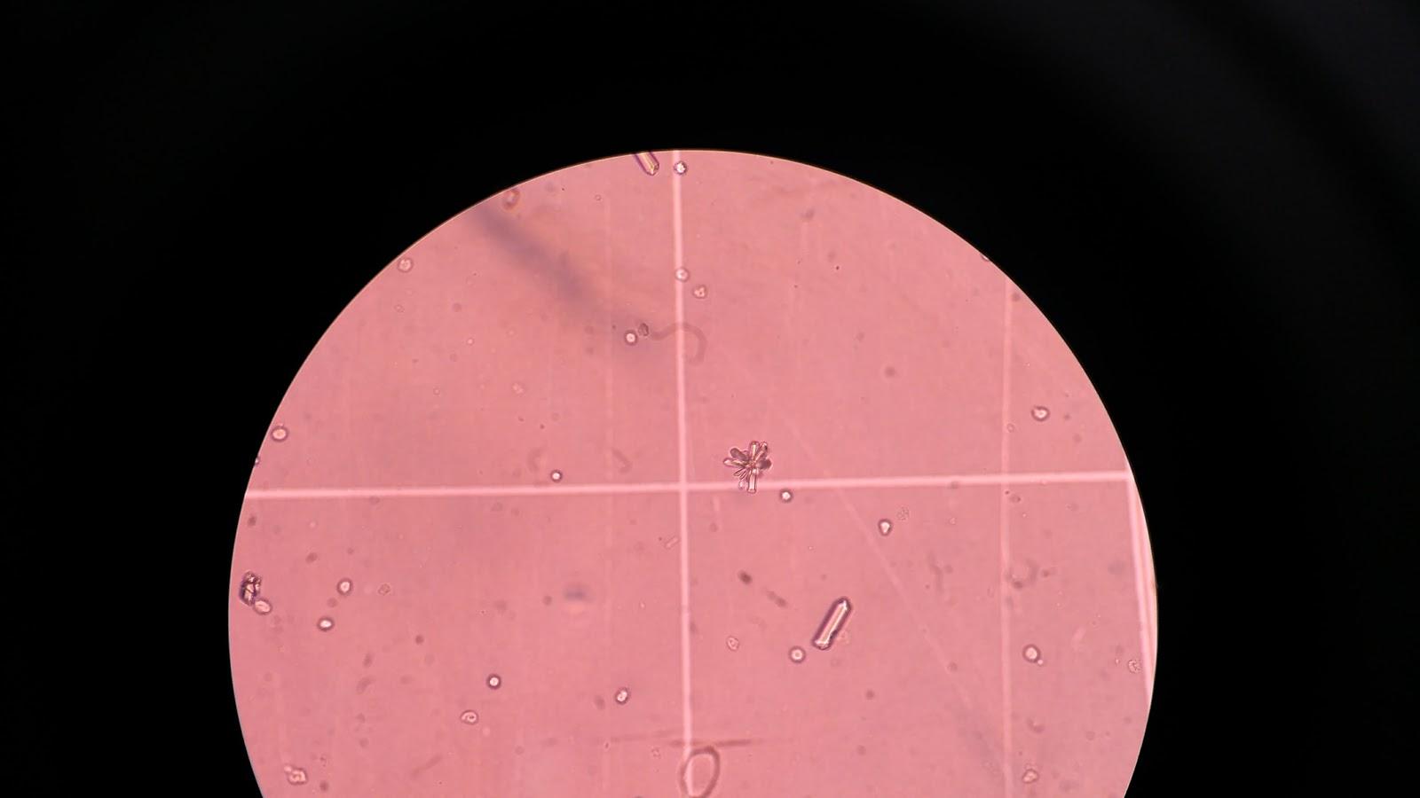 Hospital Veterinário