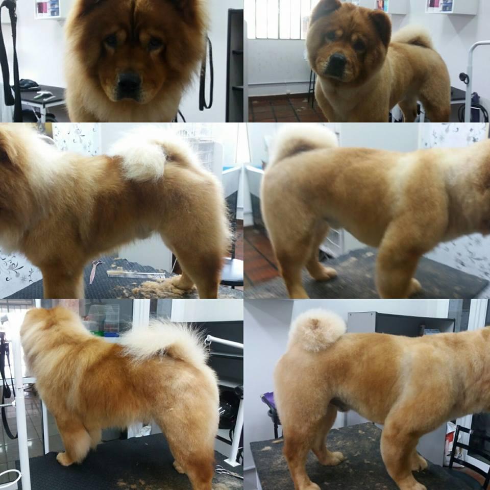 Pet Shop Recanto dos Animais