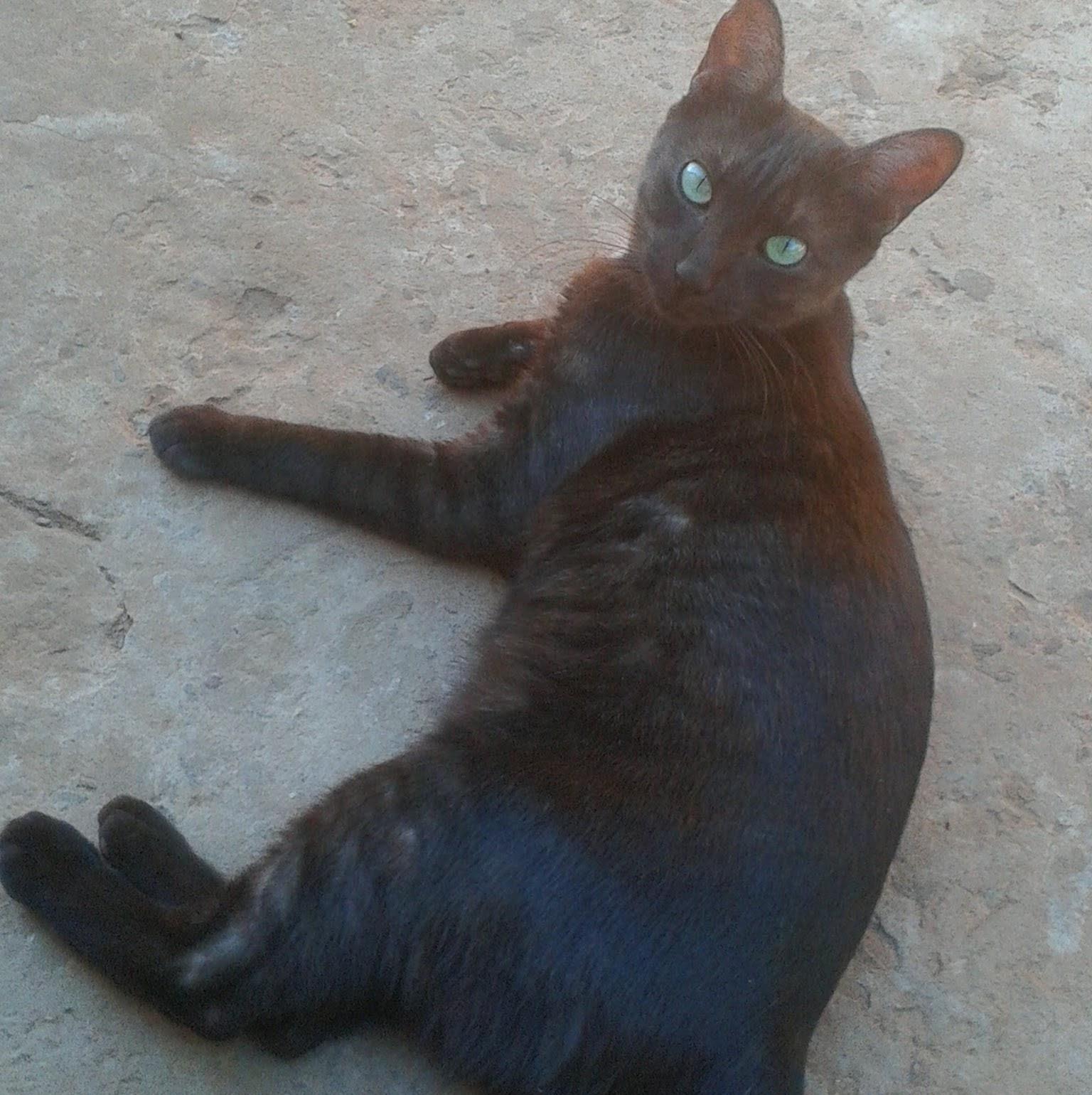 Banho e Tosa Betty Boop