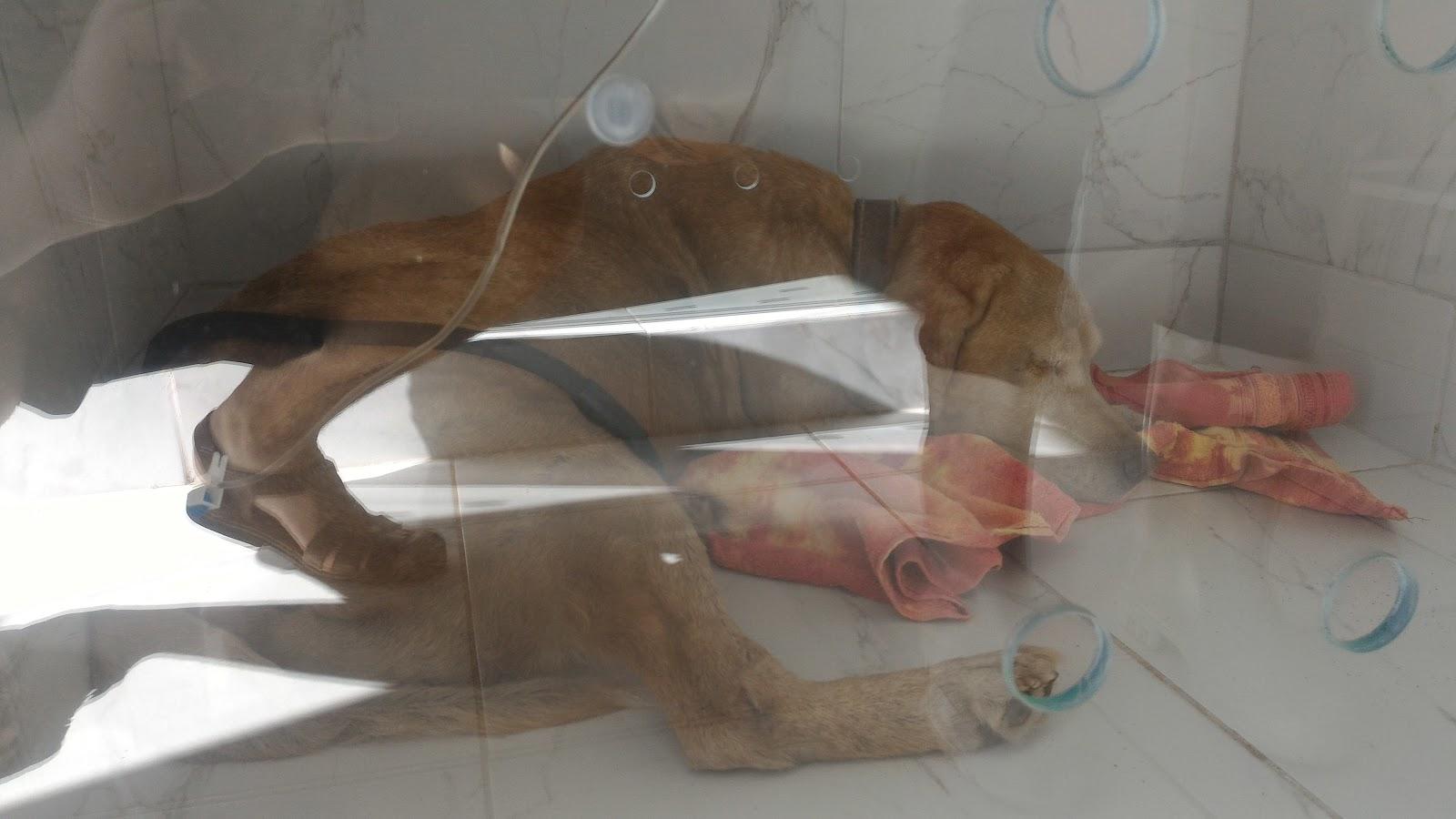 Pet Way Care - Foto 3