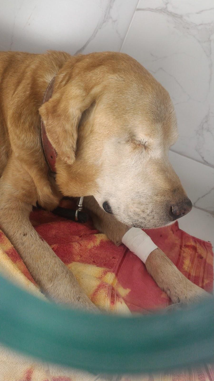 Pet Way Care - Foto 4