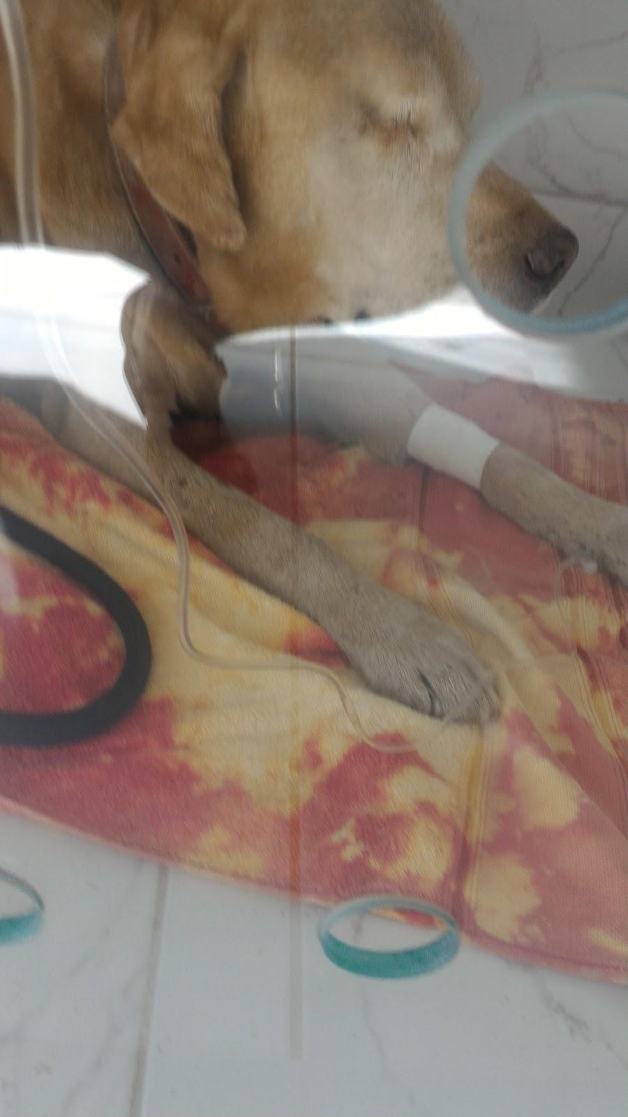 Pet Way Care - Foto 5