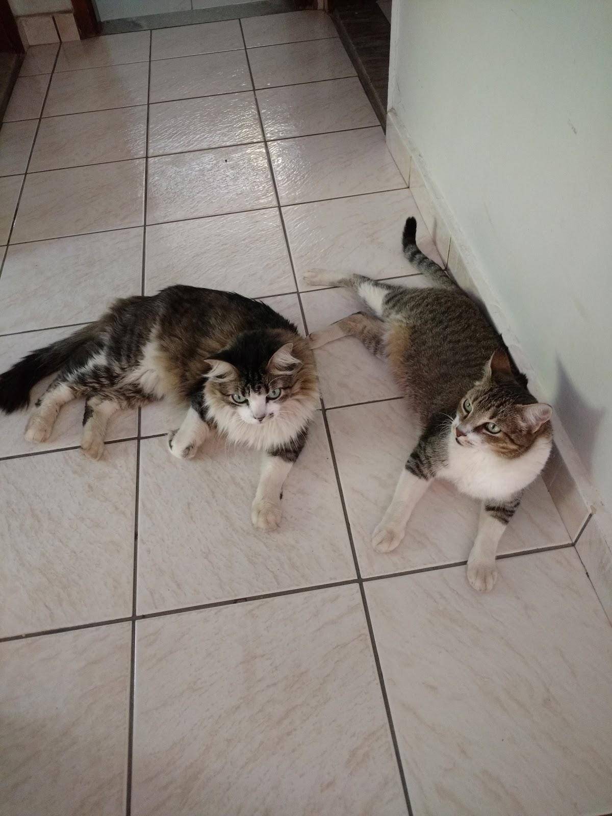 Mundo dos Bichos - Foto 3