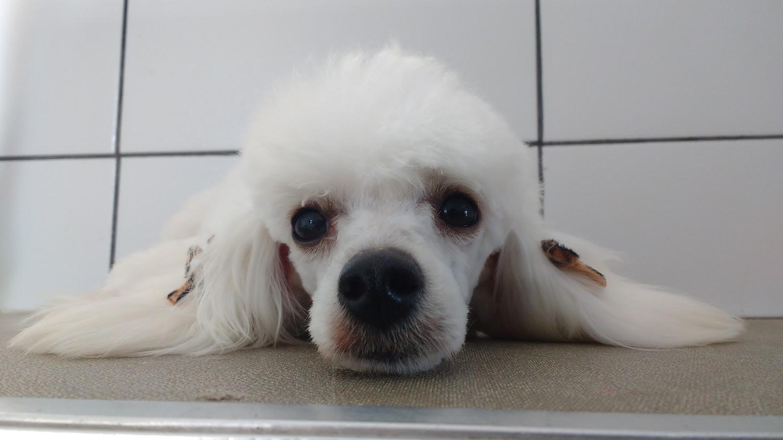 Pet Shop Loja Agropecuária - Pet Shop em Goiânia