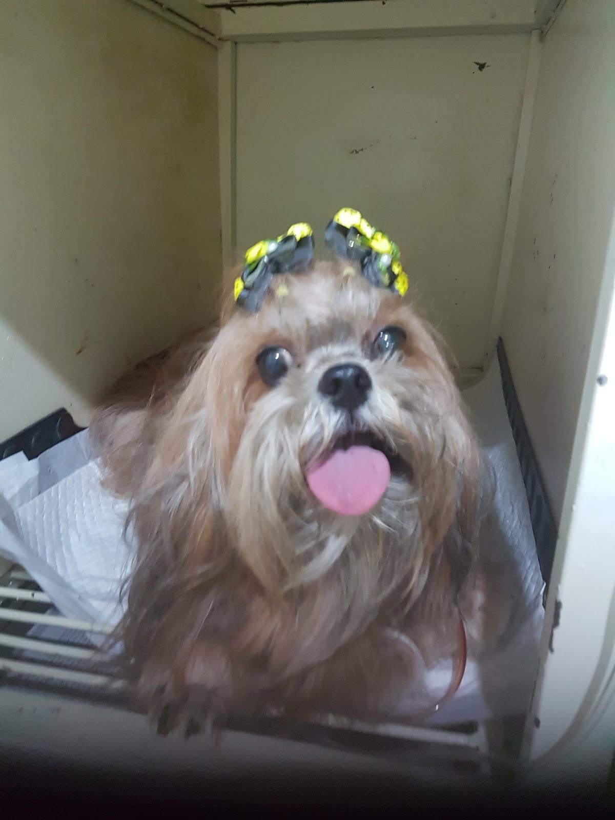 Goiás Pet - Foto 3