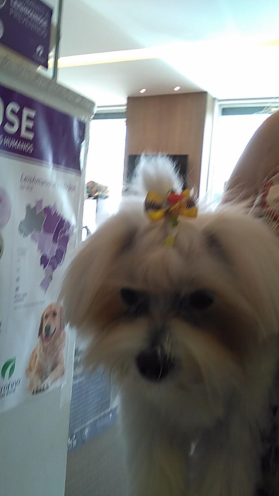 Pulumi Pet Shop - Pet Shop em Goiânia