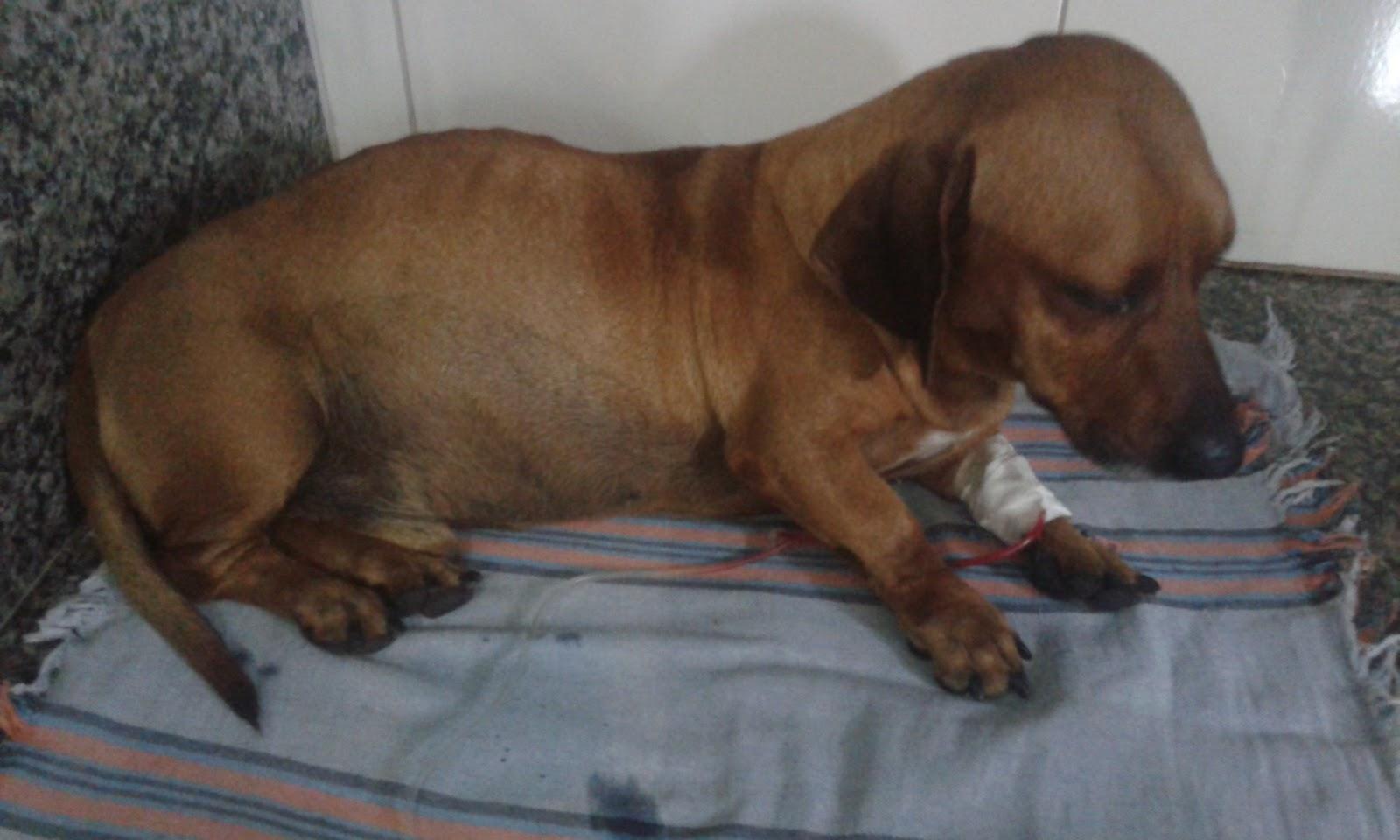 PET VIP clinica e pet shop - Pet Shop em Goiânia