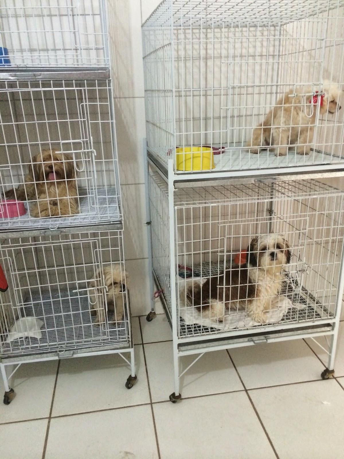 Chic Dog PET SHOP - Foto 5