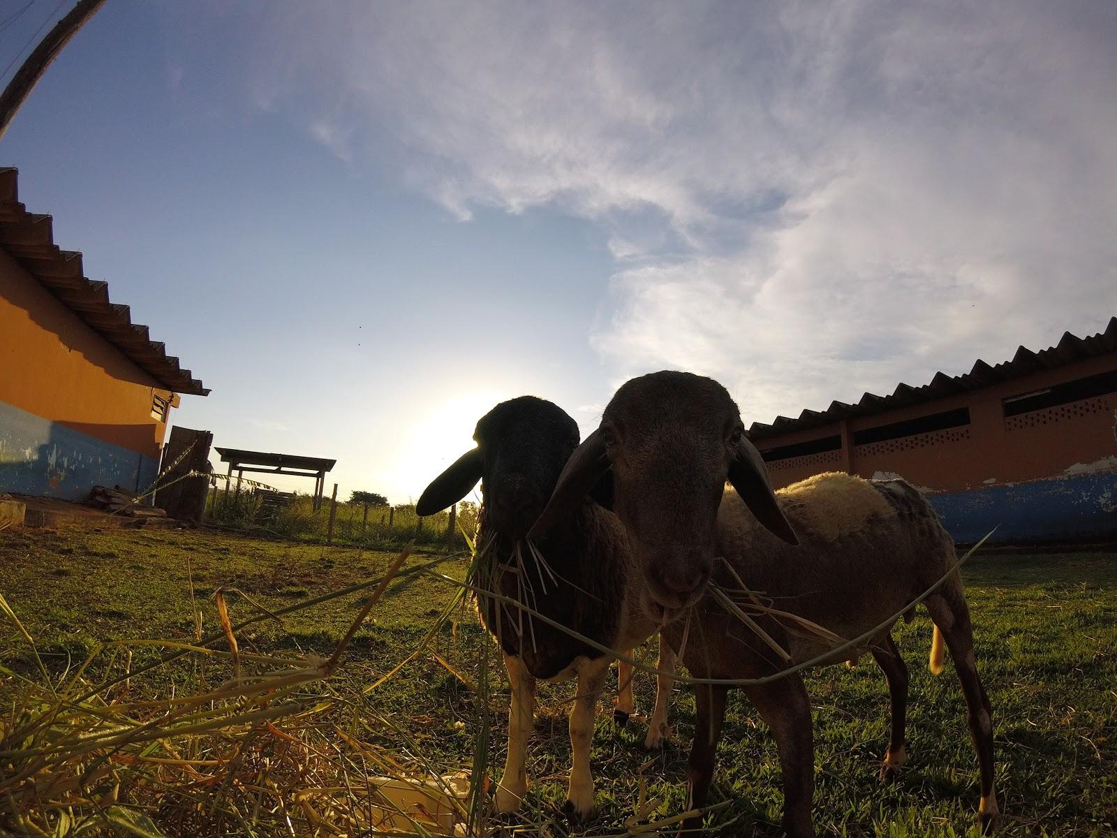 Veterinary Hospital of UFG - Foto 3