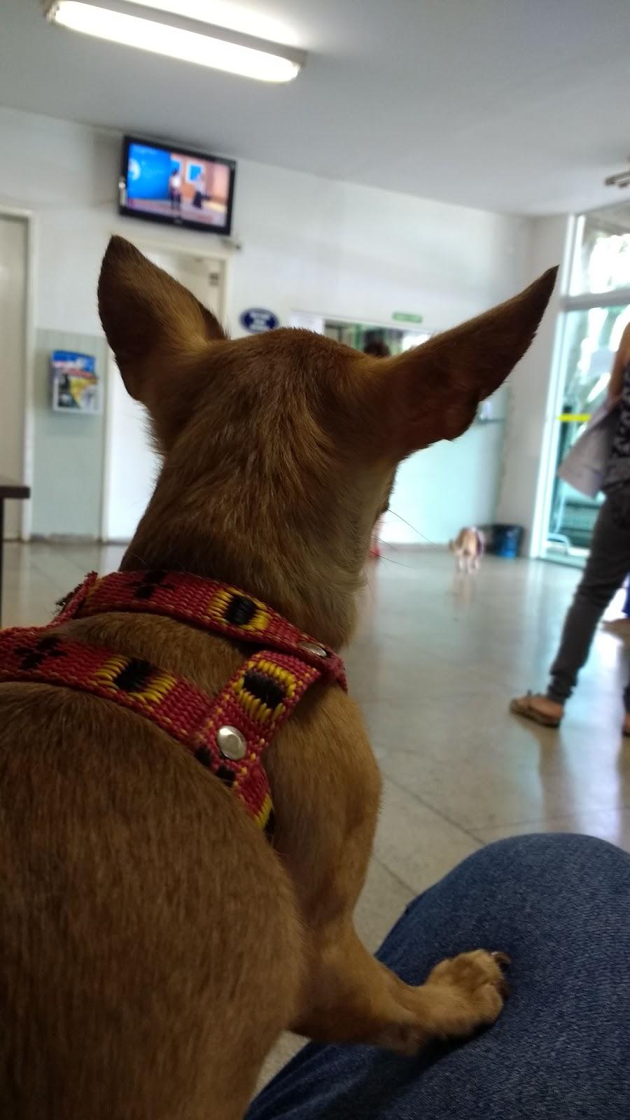 Veterinary Hospital of UFG - Foto 5