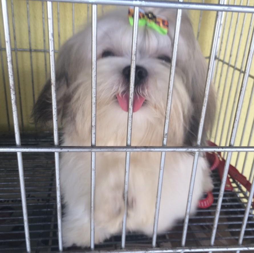 Jolie Pet Shop - Pet Shop em Goiânia