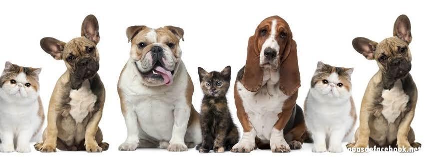 Cat e Dog - Foto 3