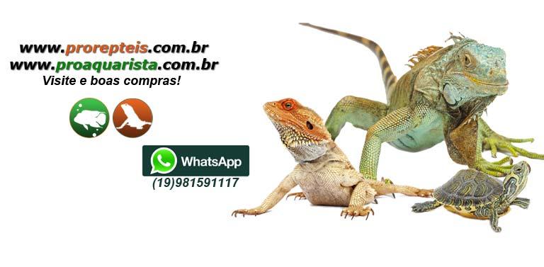Pró-Répteis - Foto 2