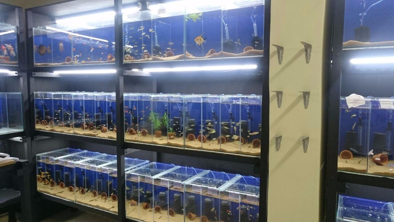 Atlântida Peixes - Foto 3