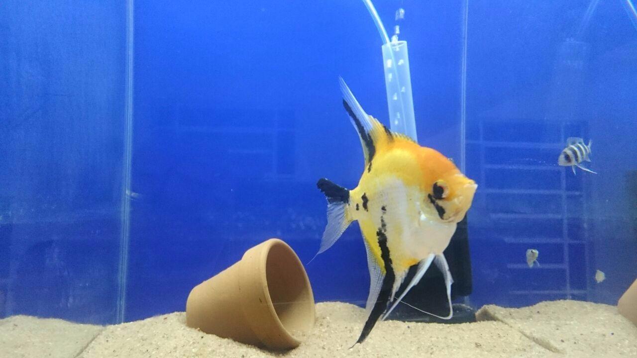 Atlântida Peixes - Foto 4