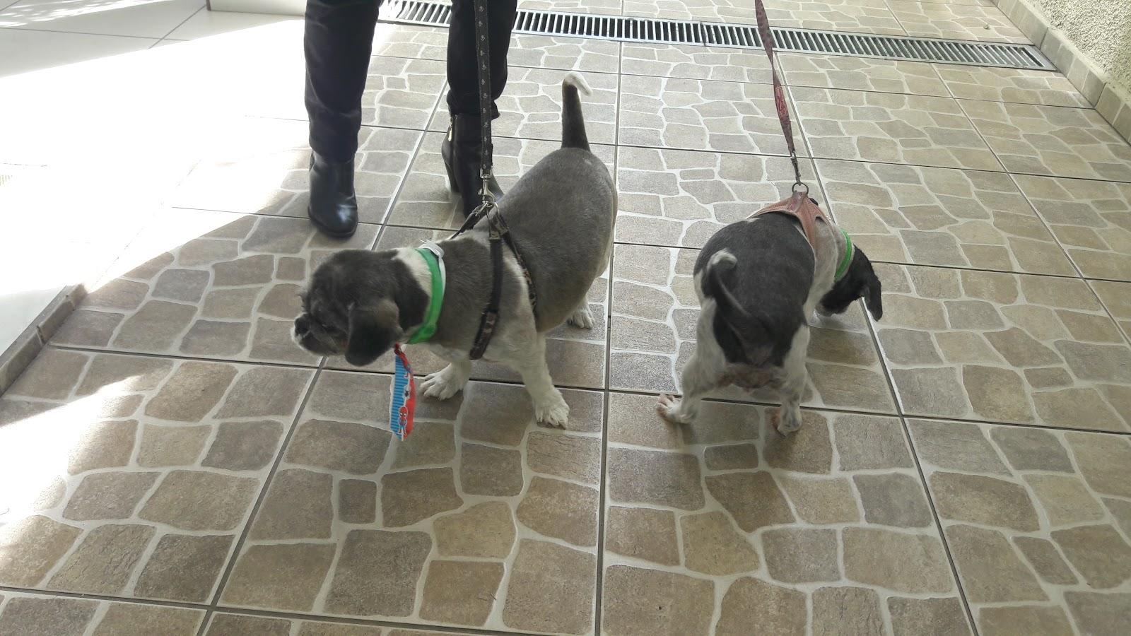 Clinica Veterinaria Univet