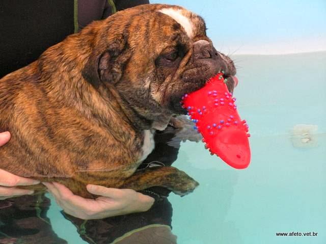 AFETO - Fisioterapia e Geriatria Veterinária