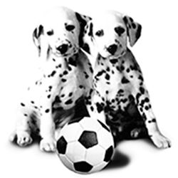 Clínica Veterinária Santa Bárbara