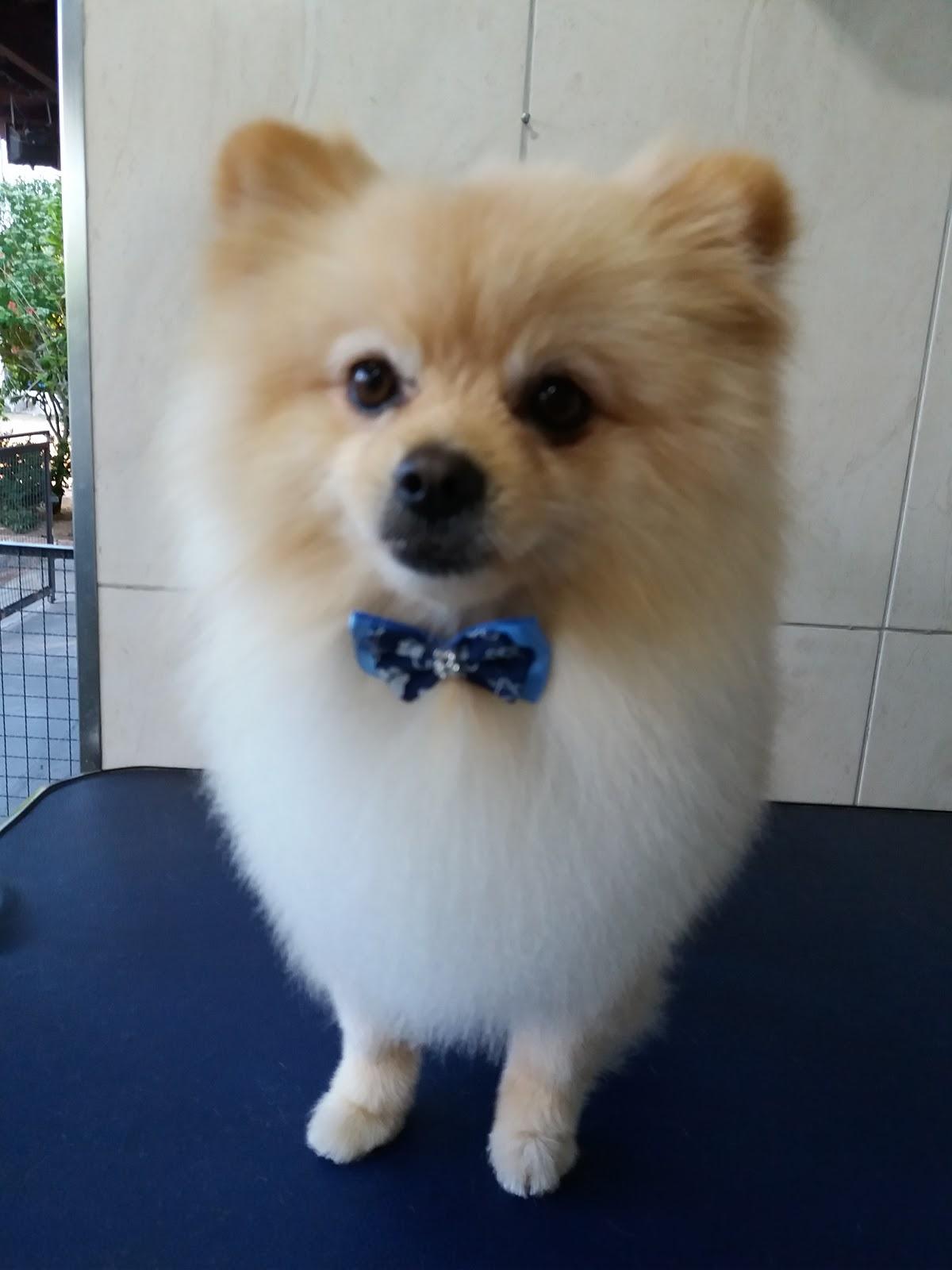 Holampet Banho Tosa e Estética Canina