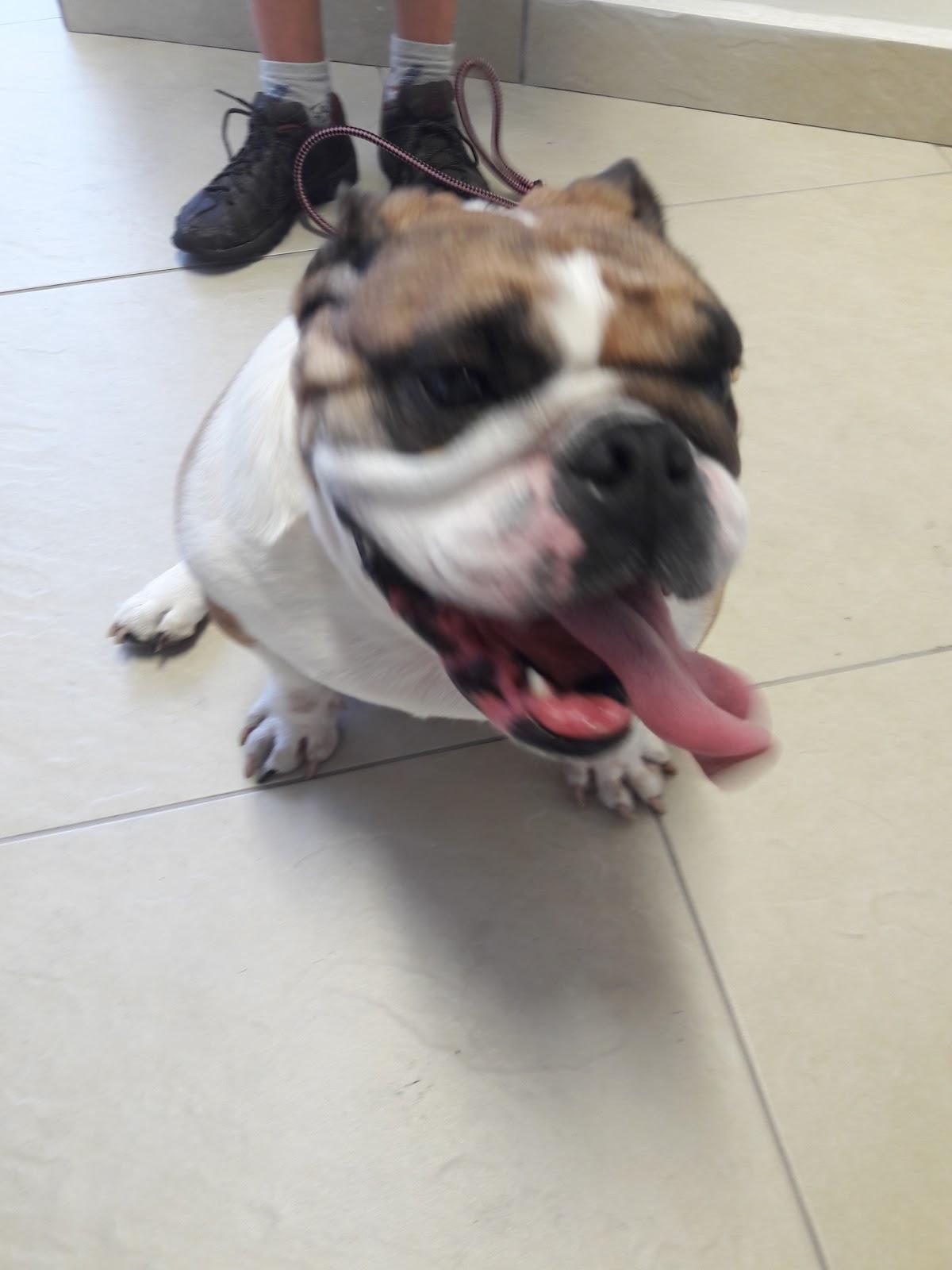 iuiu PetShop Itaquera