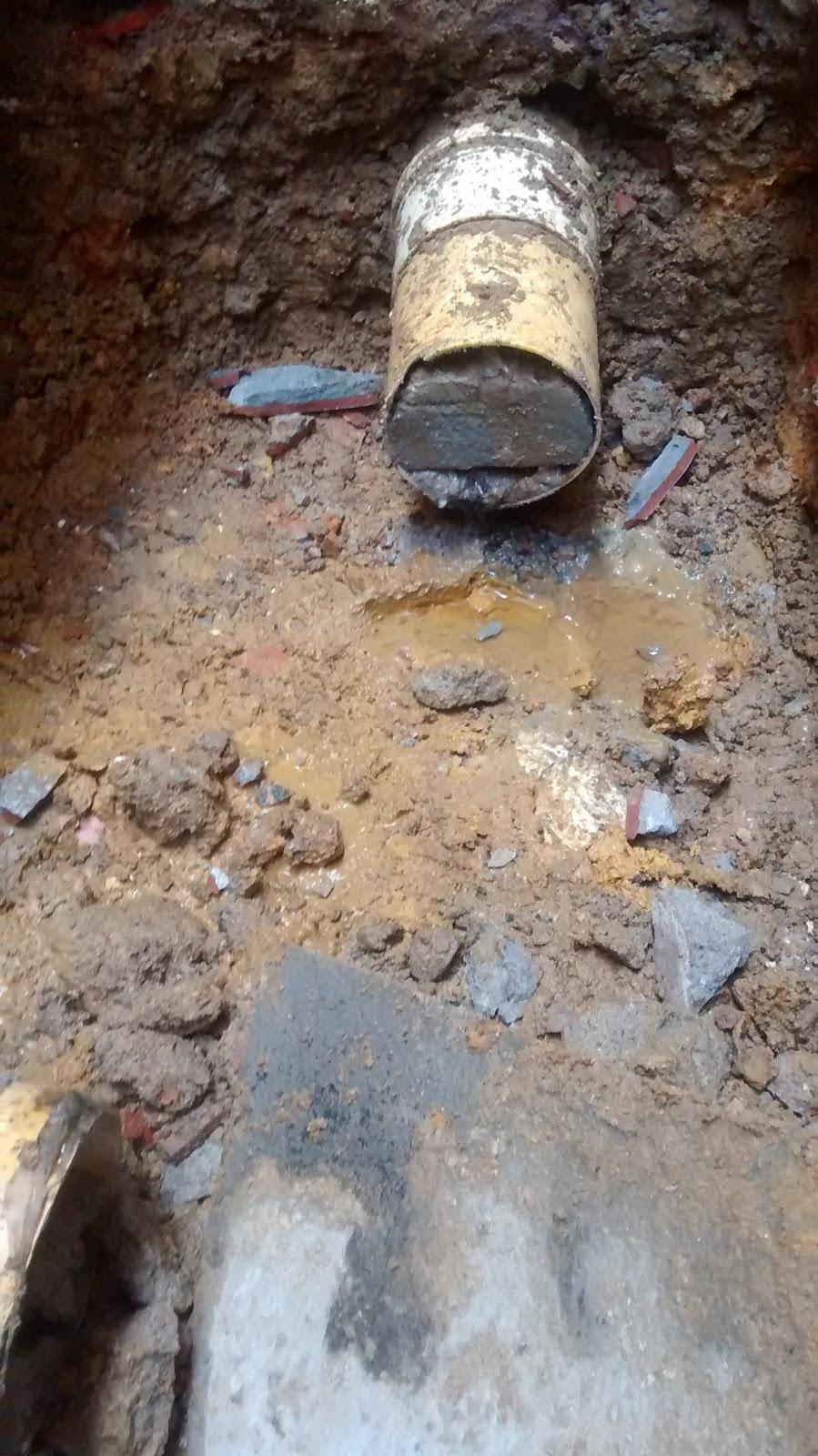 Canil Yasmim Dog Star