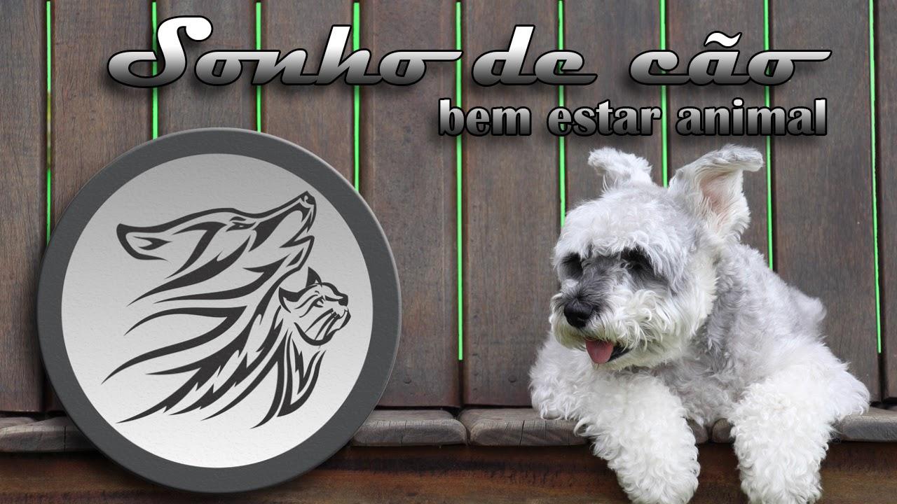 Sonho de Cão - Clínica Veterinária e Pet Shop