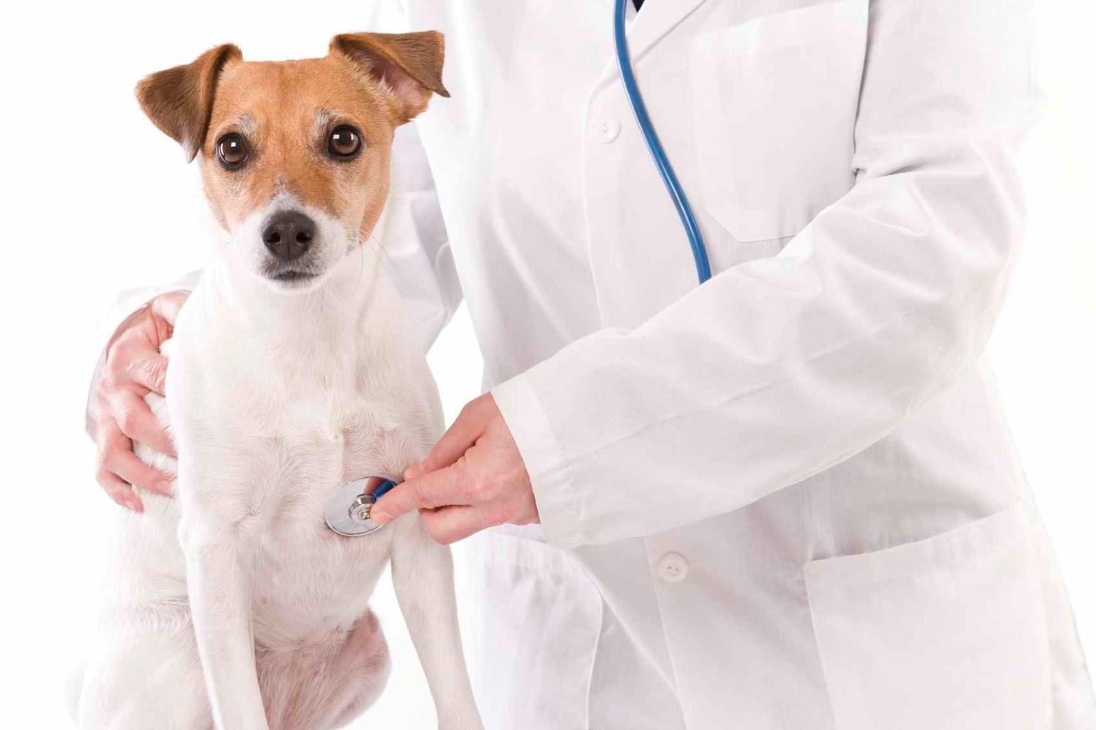 Clínica Veterinária Daktari - Pet Shop em Mogi das Cruzes