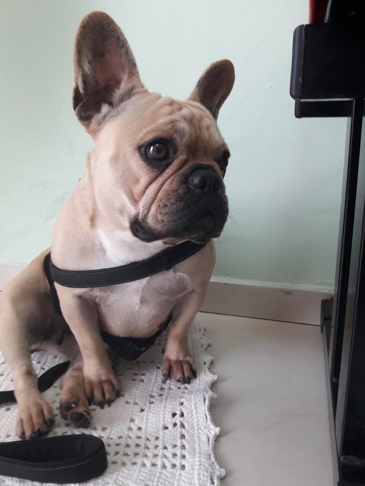 CENTRO VETERINÁRIO CÃO E GATO