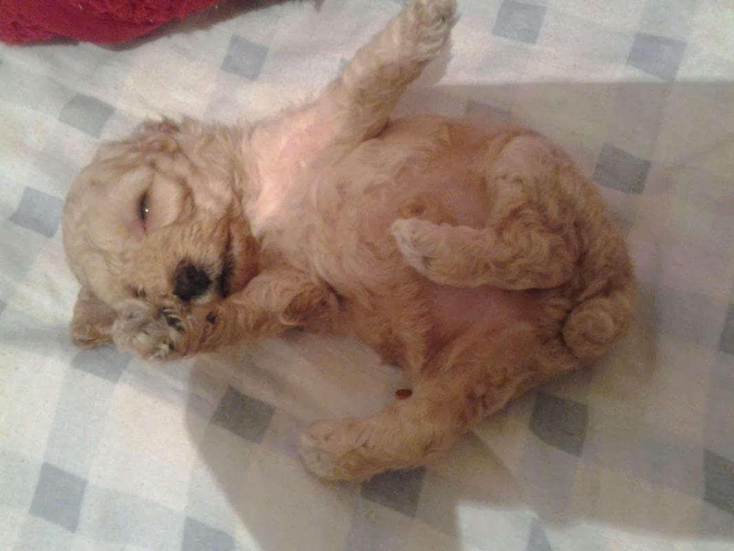 Poodle Kennel - Foto 5