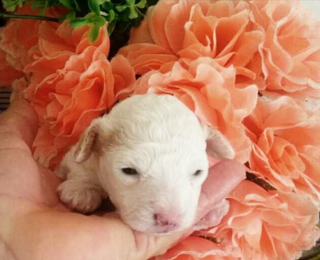 Poodle Kennel - Foto 3