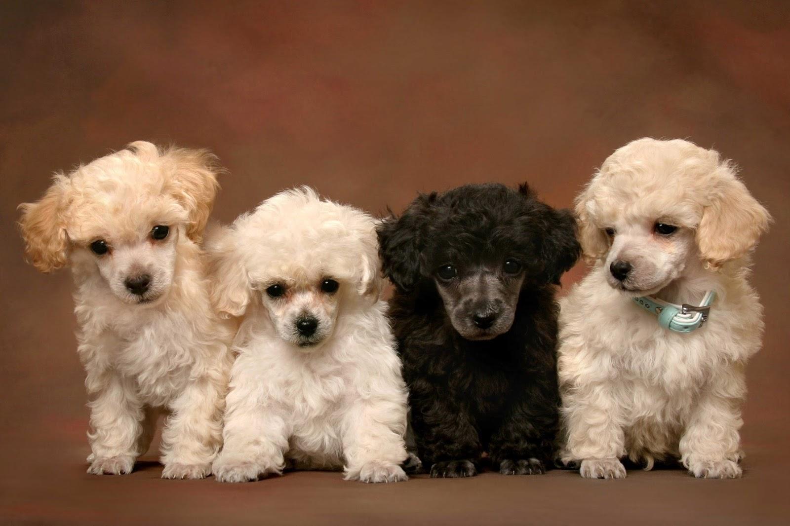 Poodle Kennel
