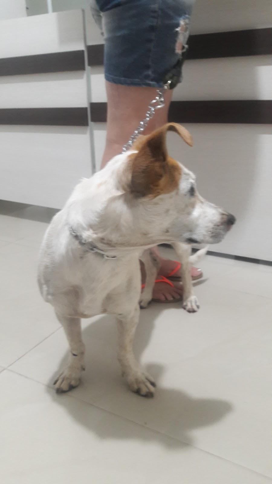 Vet Store - Foto 5