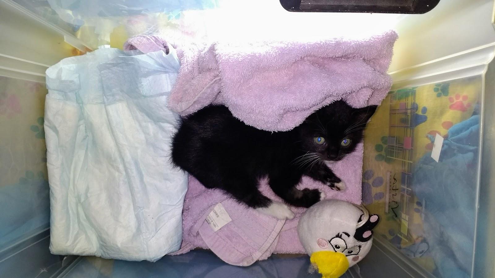 VETNASA - VETERINARY HOSPITAL