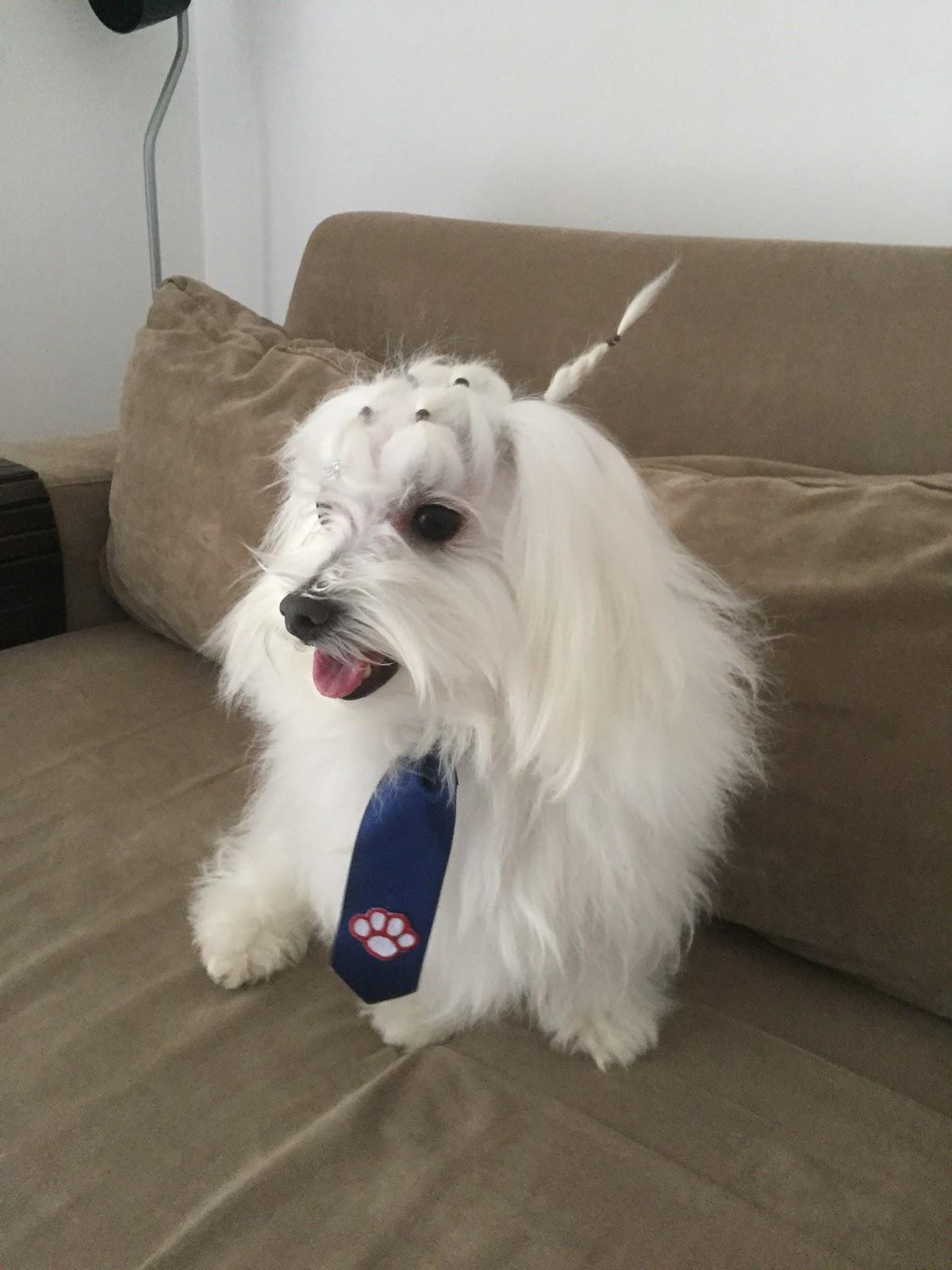 Katye Perry Pet Shop e Estetic Center