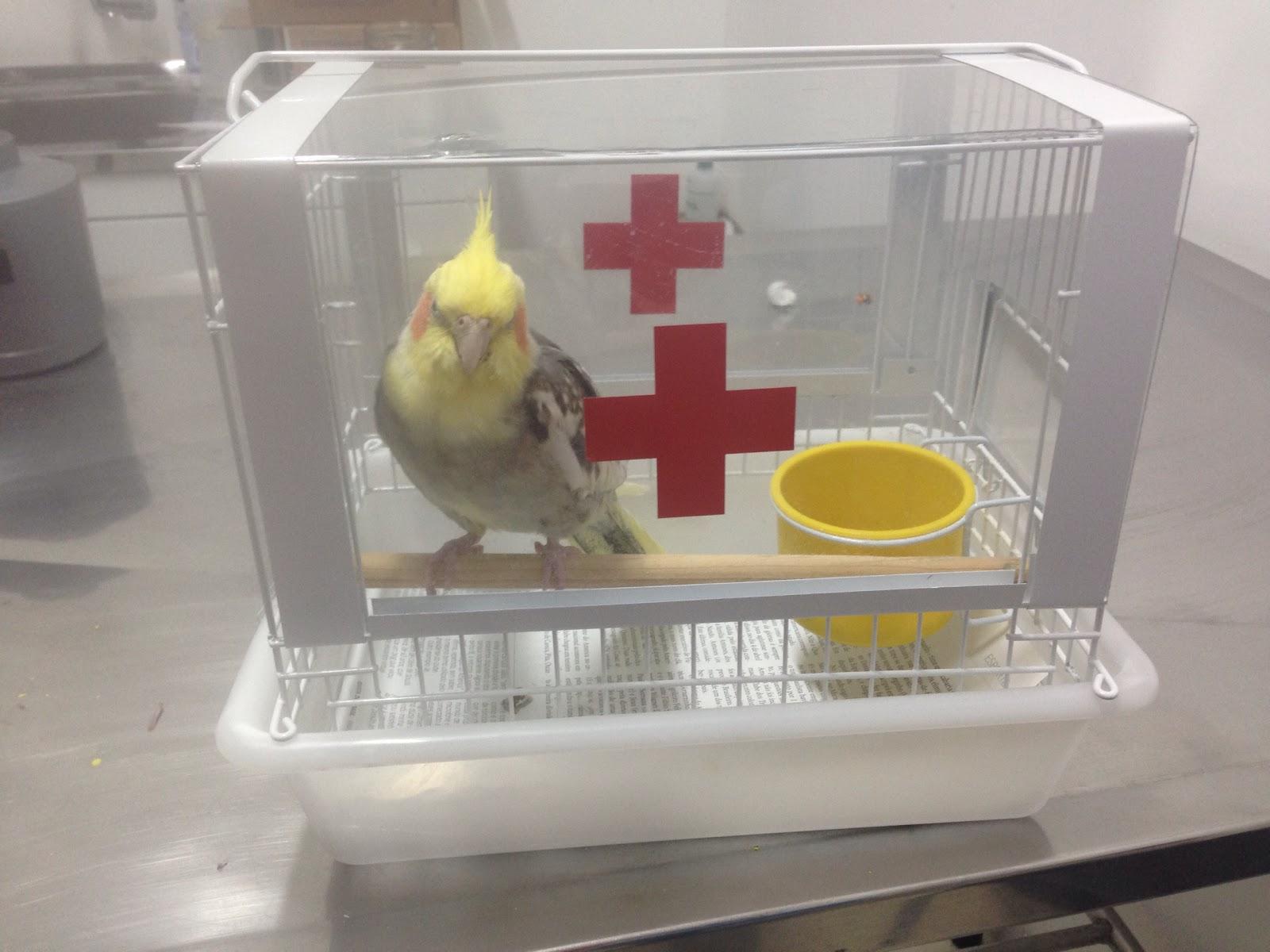 Santa Vet Consultório