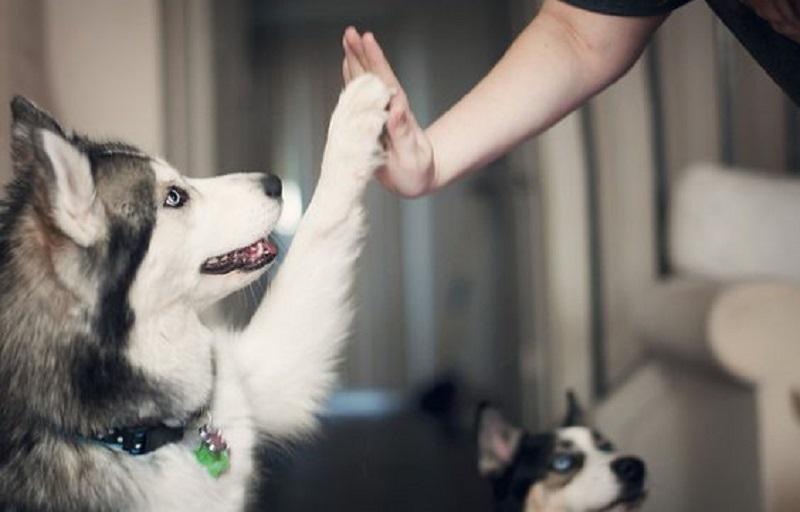 M.V. Guilherme Anselmo - Acupuntura Veterinária e Consultoria Pet HealthCare