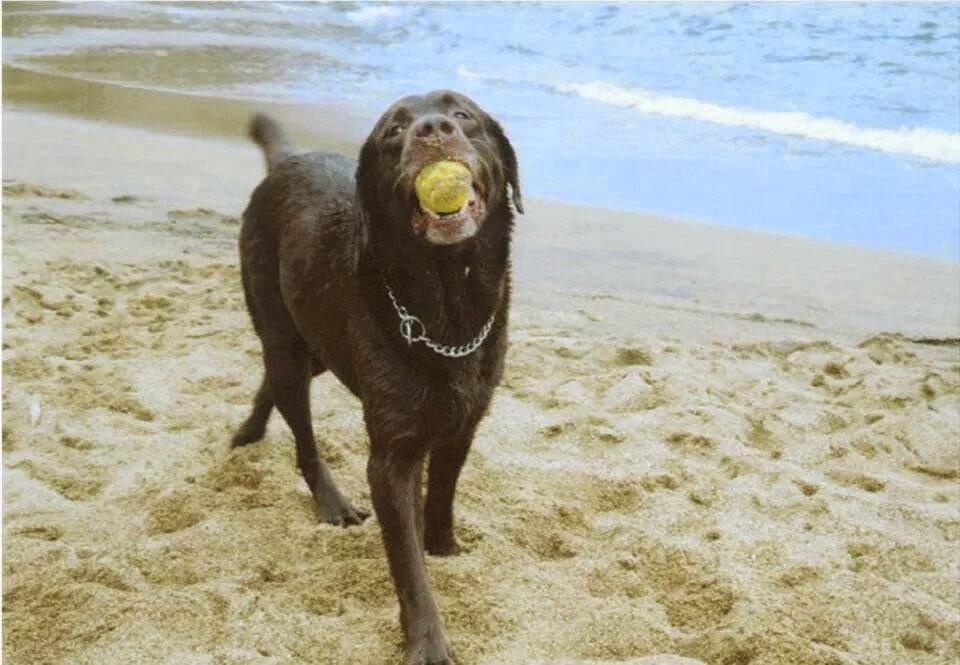 Reino Animal - Pet Shop Comercial