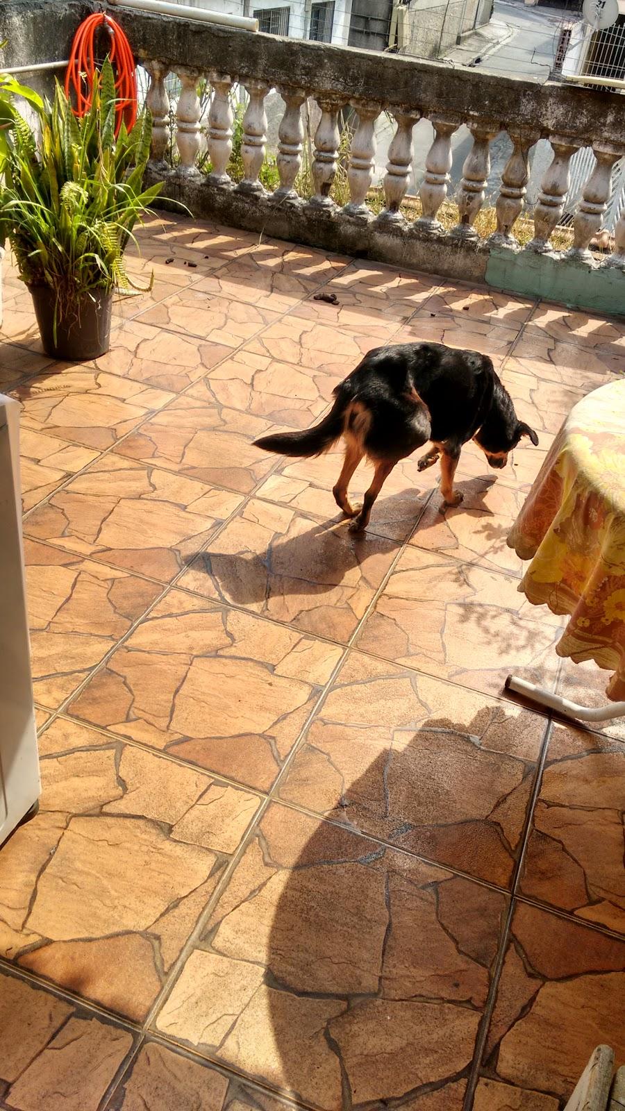 UNIVERSIDADE METODISTA DE SÃO PAULO - CAMPUS PLANALTO