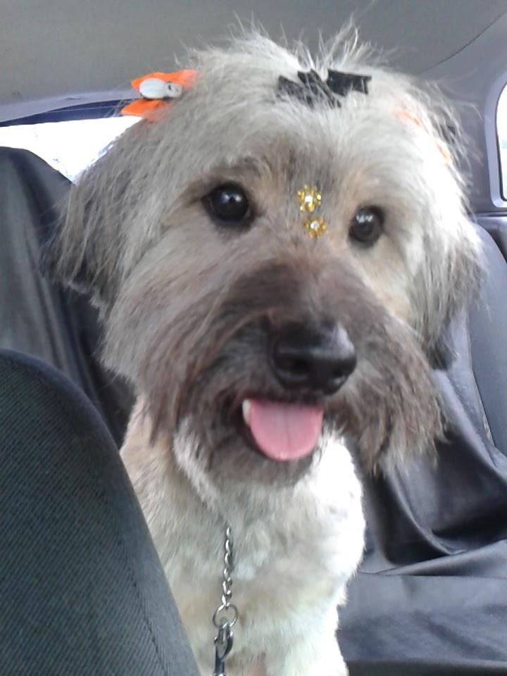 Lar Dog Lar Pet Shop