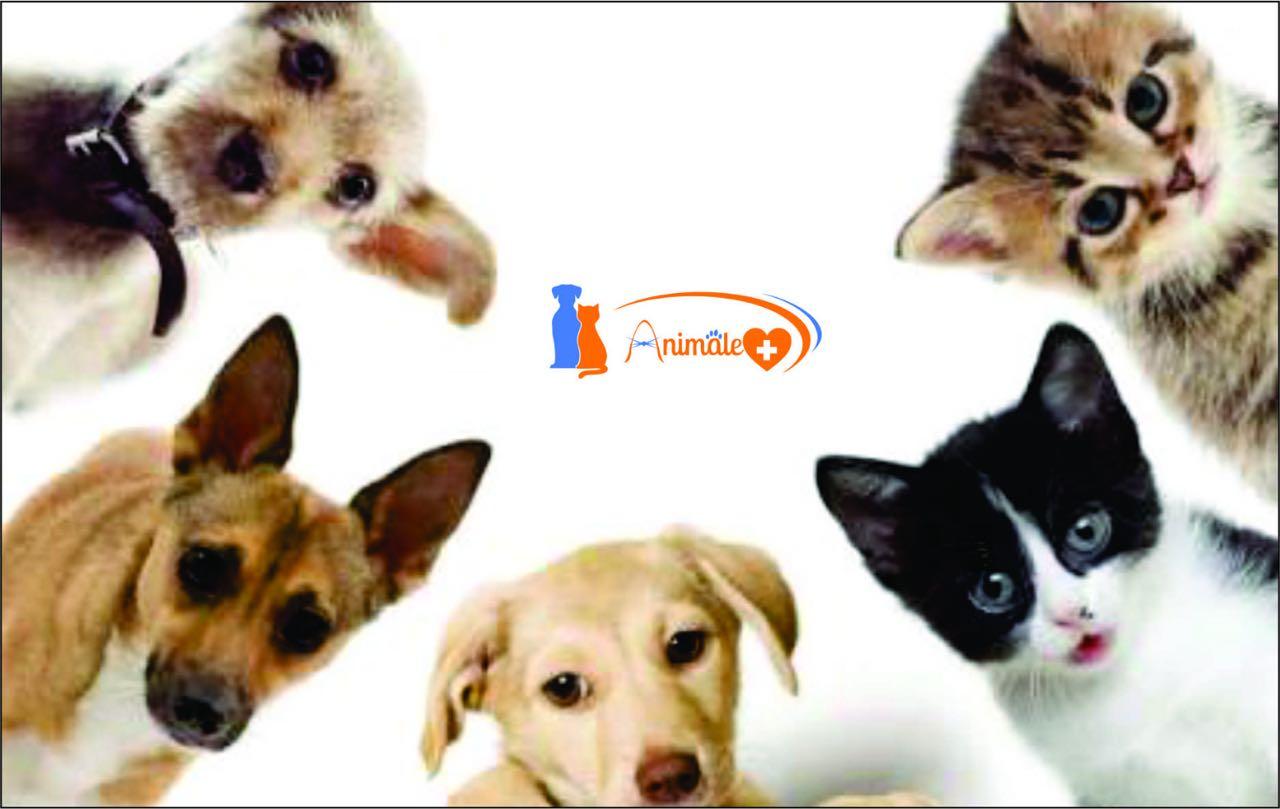 Animale hospital veterinário