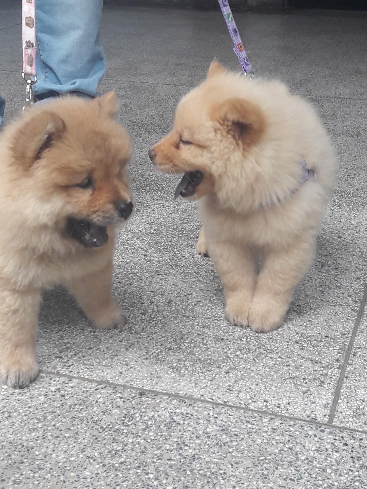 Hospital Veterinário