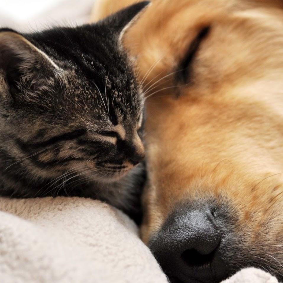 Tuchê Clínica Veterinária