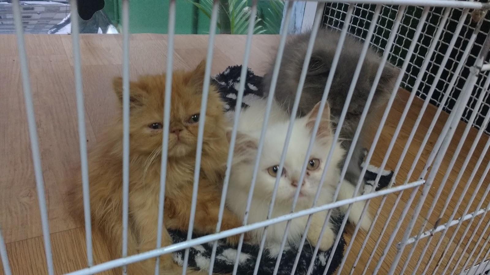 Petshop - Foto 3