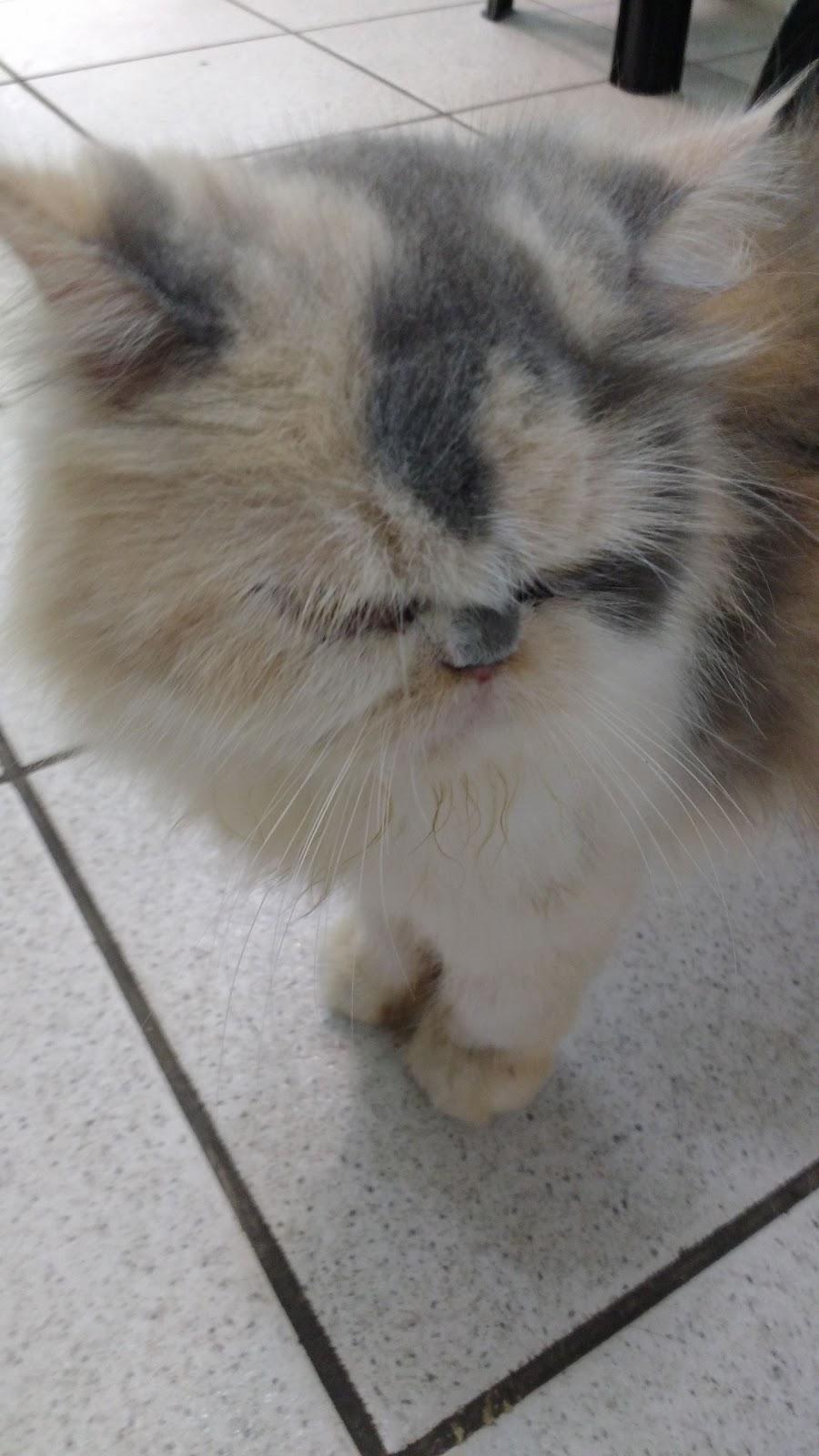 Petshop - Foto 5