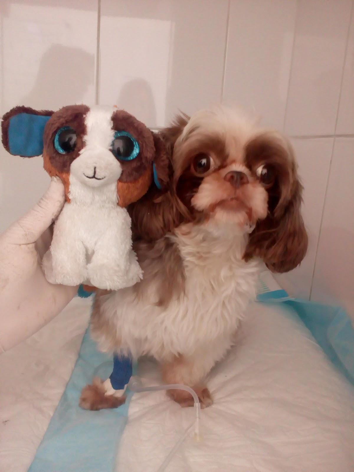 Centro Médico Veterinário Vitale