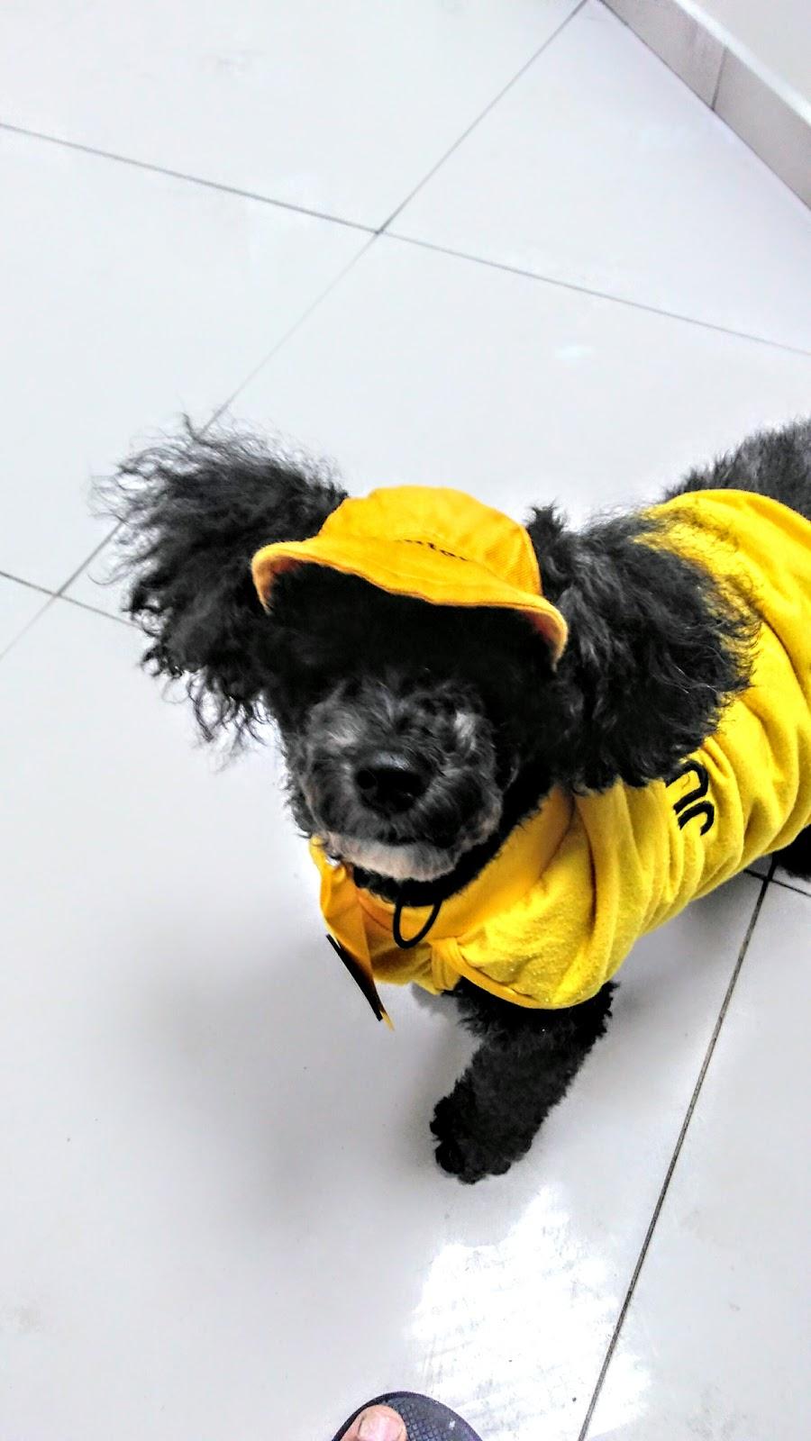 Covet - Centro Oftalmológico Veterinário