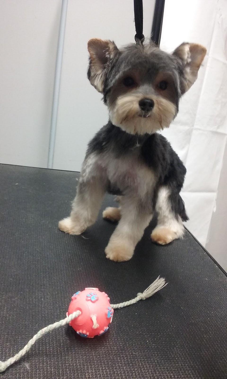 Maximo Pet Shop - Foto 4