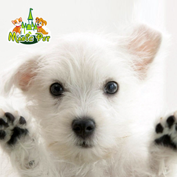 Magic Pet - Foto 2