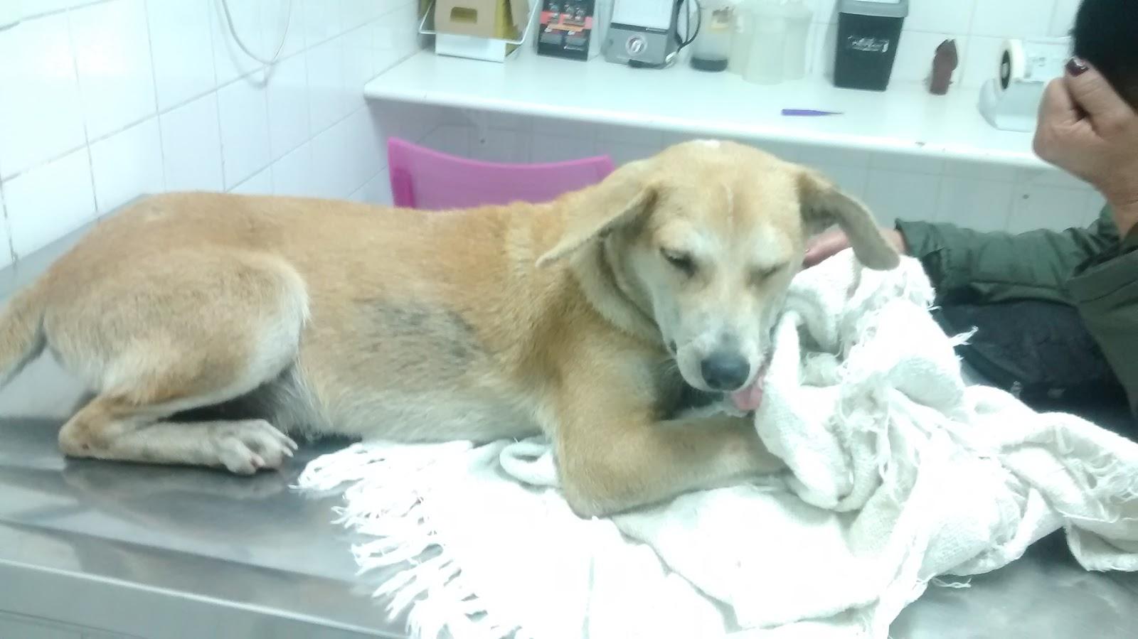 Hospital Veterinário Poli-Pet