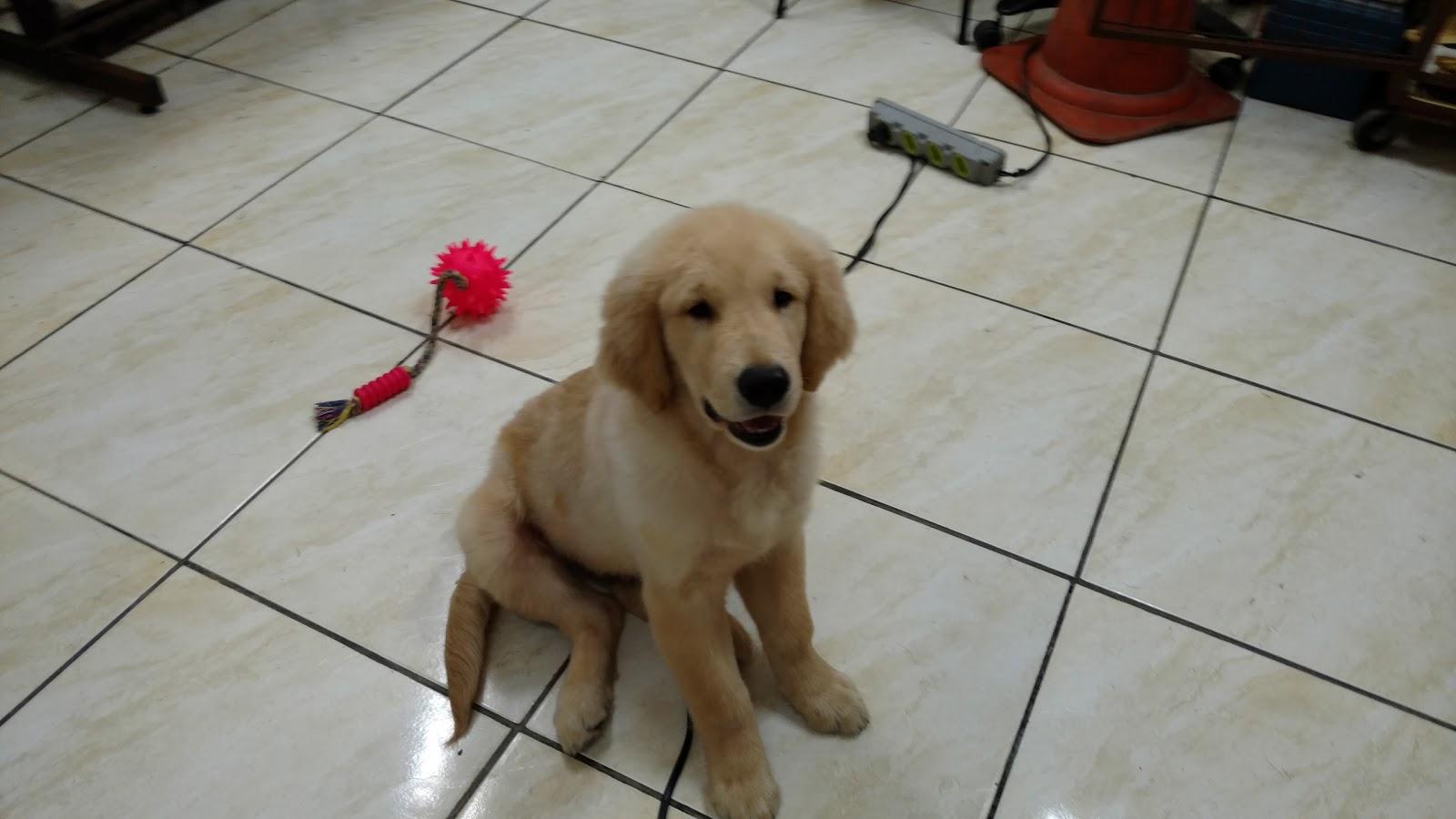 Pet Shop MalúCão-Cat